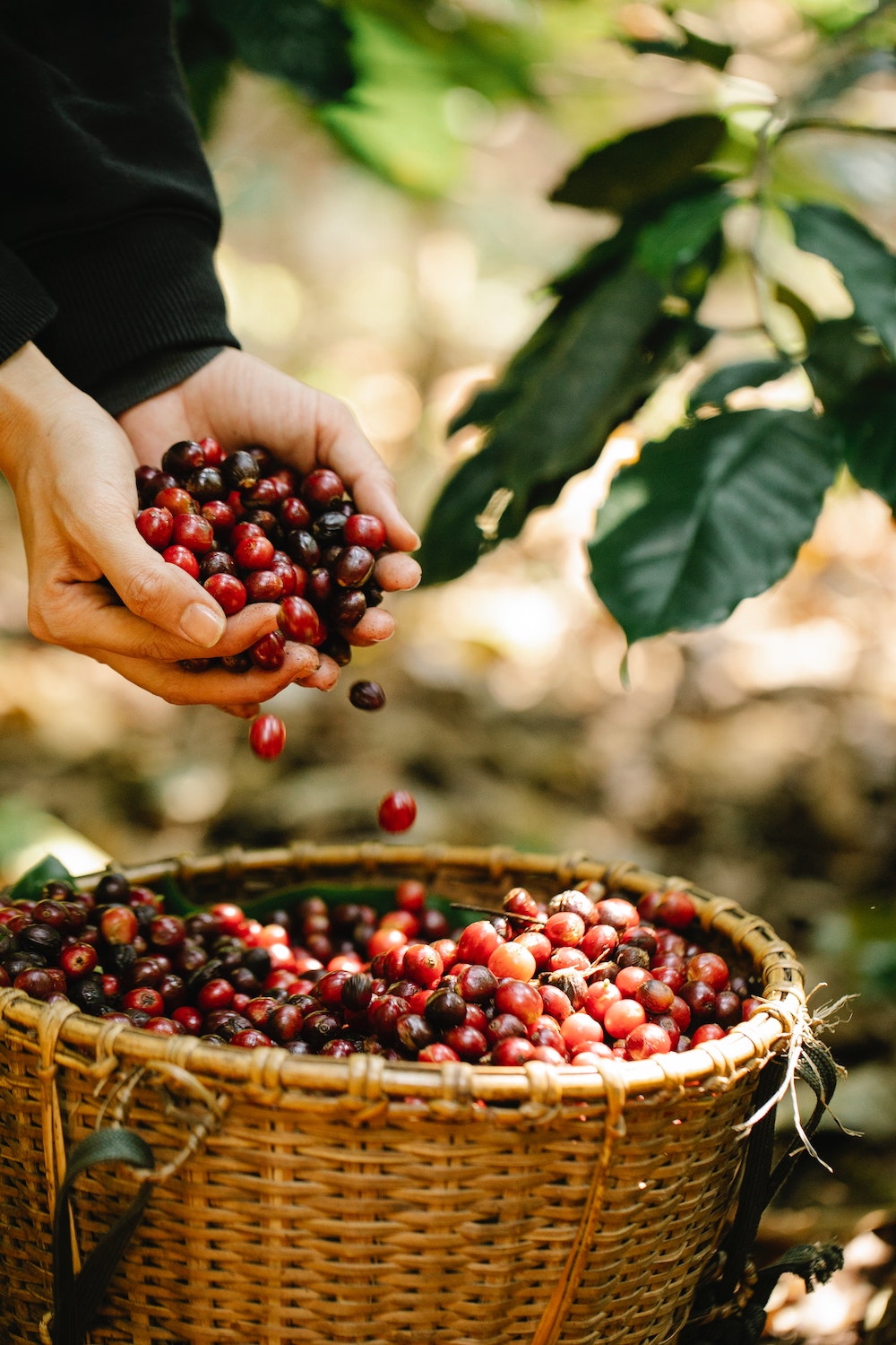 The History, Cultural, and Spiritual Significance of the Coffee Plant
